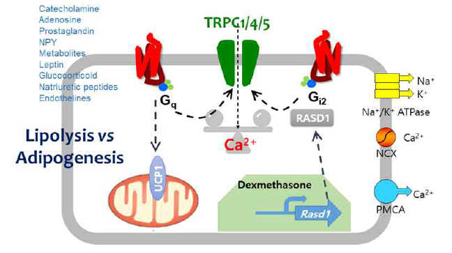 TRPCs에 의한 지방세포의 기능 조절에 대한 가설. Gq와 Rasd1에 의한 조절에 의해 공통으로 활성화 되는 TRPC4 이온통로의 기능이 지방세포의 lipolysis와 adipogenesis를 결정할 중요한 칼슘기작을 조절