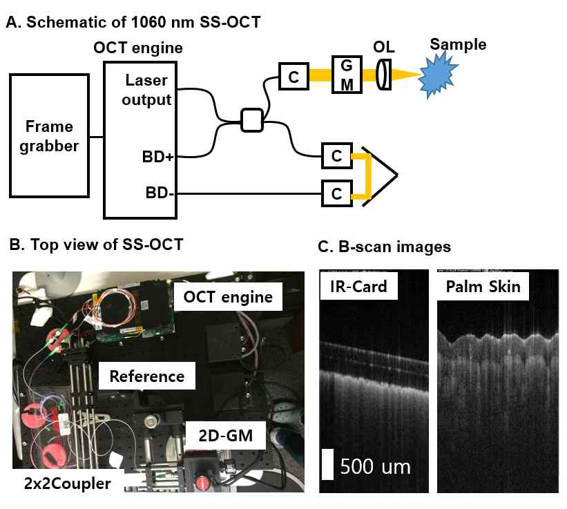 (A) 개발된 고속 광 간섭 단층 영상 시스템, (B) 개발된 시스템 사진, (C) 획득된 샘플 영상들