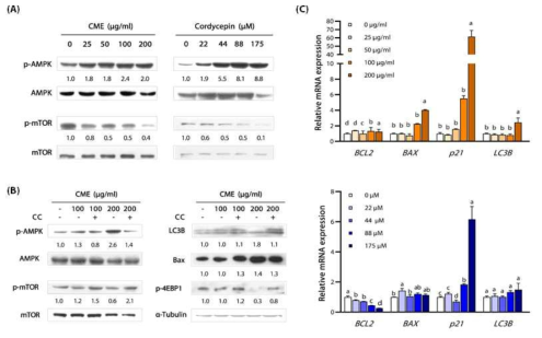 Induction of AMPK pathway by CME or cordycepin in A2780 cell using western blots and quantitative RT-PCR