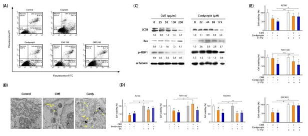 Induction of AMPK-mediated autophagic cell death by CME or cordycepin in ovarian cancer cells. (A) Annexin-V/PI staining. (B) Representative transmission electro microscopy images of A2780 cells treated with CME 200 μg/ml or cordycepin 175 μM. (The yellow arrows indicate the autophagic vacuoles). (C) Western blot bands of CME or cordycepin in A2780 cells. MTT assay of CME or cordycepin with (D) AMPK inhibitor (CC) or (E) adenosine kinase inhibitor (5‘-ITU)