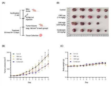 Anti-cancer effect of CME or cordycepin in a xenograft mouse bearing A2780 cell-derived human ovarian cancer. (A) Timeline of experiment. (B) Photograph of tumors from xenograft mice bearing A2780 cell-derived human ovarian cancer. (C) Tumor volume and (D) body weight in the control, CME Low, CME High, and cordycepin groups after treatment