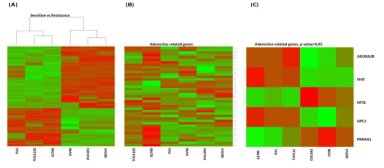 Heatmaps of (A) the top 100 differentially expressed genes (B) Genes belonging to “adenosine” GO term, and (C)“adenosine” GO term genes (p<0.05) in ovarian cancer cells. Red color represent up-regulation; green color represent down-regulation