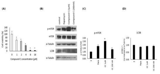 Results from A2780 cells. (A) cell viability using MTT assays, (B) Western blots using antibodies against p-mTOR, mTOR, or LC3B. (C-D)　Quantification of bands from western blots for p-mTOR (C) & LC3B (D)