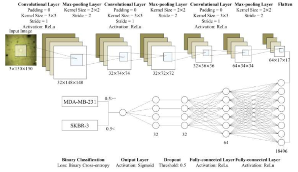 세포 변형 영상 자동 분류를 위한 CNN 모델의 구조 (대표적 연구실적 #2, Figure 7 재인용)