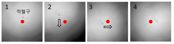 직경 7 μm인 적혈구 단일 세포를 고주파 음향 집게로 포획 후 위치 이동