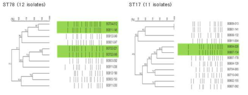 2006년~2009년 수집한 ST17, ST78 VRE 균주의 PFGE 결과