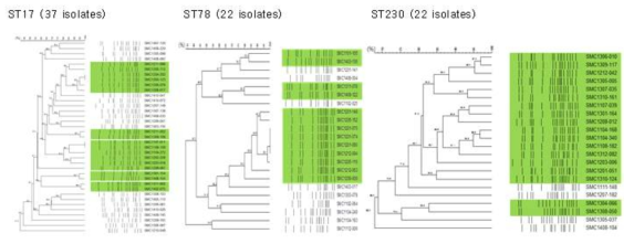 2011년~2014년 수집한 ST17, ST78, ST230 VRE 균주의 PFGE 결과