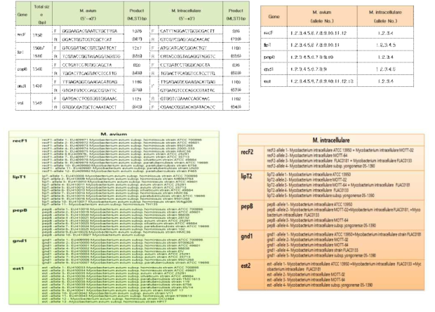 MLST 분석에 사용된 유전자의 정보와 allele type 정보