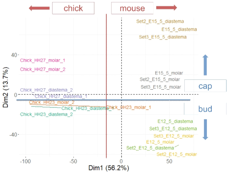 Mouse와 Chick의 transcriptome 별 PCA 분석