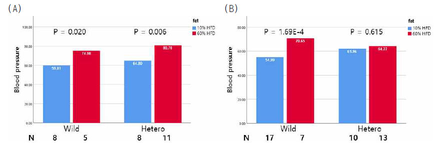 고지방식 여부에 따른 혈압 차이 비교 (A) 수컷 (B) 암컷