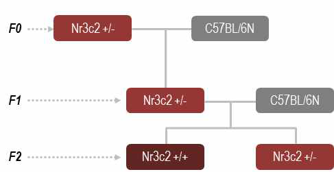 Nr3c2 CRISPR/Cas9 KO 마우스 모 델 breeding scheme. Nr3c2 +/+: Wild type, Nr3c2 +/-: Hetero type