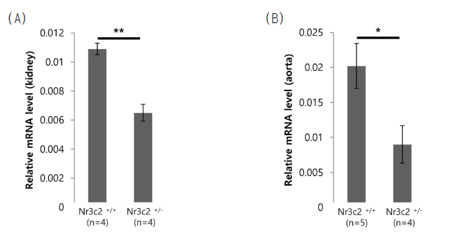 Nr3c2 CRISPR/Cas9 마우스 모델의 (A) 신장 조직과 (B) 대동맥 조직에서의 Nr3c2 mRNA level 비교 결과 (* p<0.05, ** p<0.01)