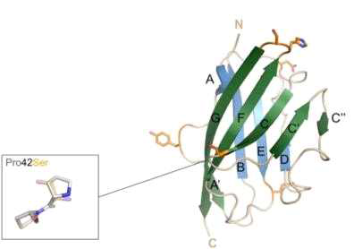 MOG 구조 및 가장 흔한 MOG 항체로 인식되는 epitope인 CC’-loop 부위 from Mayer et al. 2013
