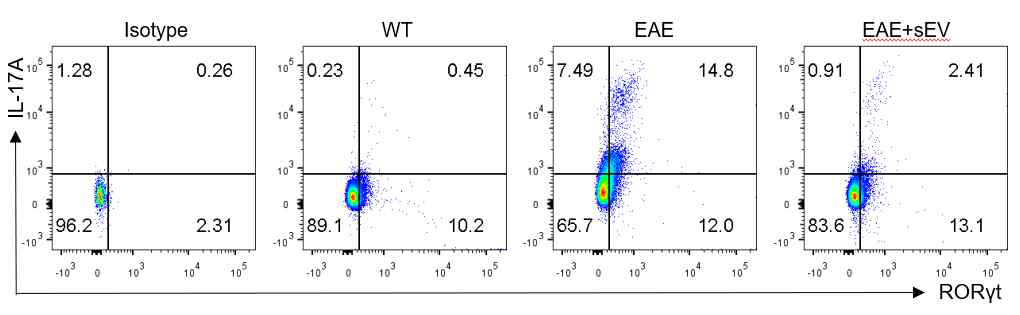 염증부위와 근접한 림프절에서 CD4+ T세포 중 RORγt와 IL-17A의 발현 분석