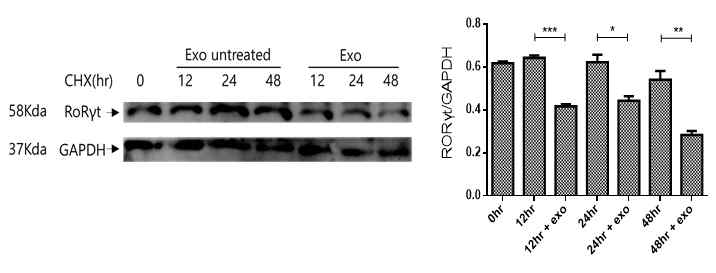 MSC-엑소좀에 의한 RORγt 단백질의 분해