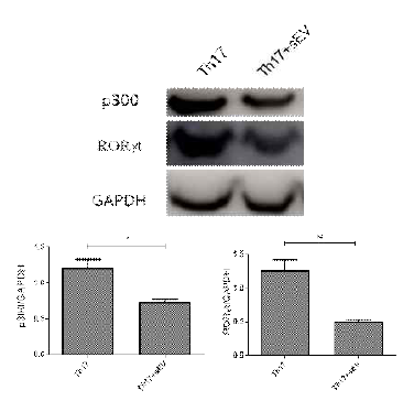 MSC 엑소좀을 처리한 Th17 세포와 처리하지 않은 Th17 세포에서의 p300 및 RORγt 발현량 비교