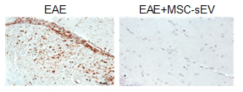 EAE 마우스 모델의 CNS 조직에서 CD3+ T cell을 염색한 사진