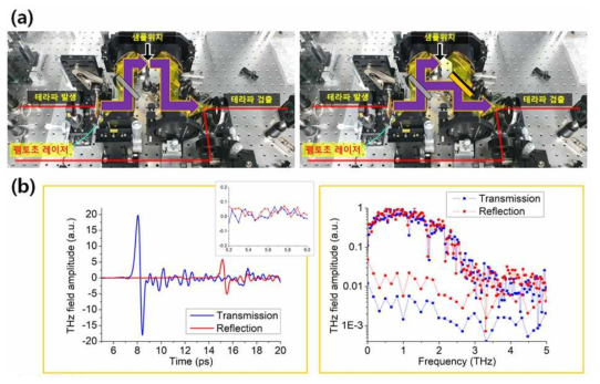 (a) 실리콘 빔스플리터와 탈부착 가능한 금속거울을 추가한 투과형(좌), 반사형(우) 테라헤르츠 파 시분해 분광학 시스템 사진. (b) 투과형(파랑)/반사형(빨강) 테라헤르츠 파시분해 분광학 시스템에서 얻은 테라헤르츠 파의 시분해 펄스(좌). 이에 해당하는 테라헤르츠 파 스펙트럼(우)