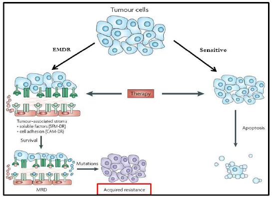 EMDR(Environment-Mediated Drug Resistance)과 내성 관계 모식도