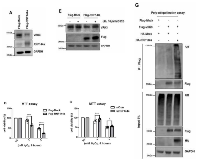 (왼쪽 위) RNF144a의 과발현에 따른 VRK3의 발현 변화. (중앙 위) RNF144a 과발현 및 proteasome inhibitor 처리에 따른 VRK3의 발현 변화. (오른쪽) RNF144a의 과발현에 따른 VRK3의 poly-ubiquitination assay 결과. (왼쪽 아래) RNF144a를 과발현 시켰을 때 oxidative stress에 대한 cell viability 비교. (중앙 아래) RNF144a을 knock-down 시켰을 때 oxidative stress에 대한 cell viability 비교