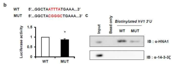 (왼쪽) VRK1의 3′UTR에서 HnRNP A1이 결합할 것으로 예상되는 염기서열 및 mutation 시킨 염기서열. (오른쪽) biotinylated VRK1 3′UTR과 HnRNP A1의 결합