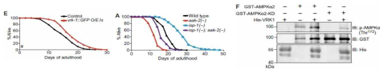 (왼쪽) VRK-1의 과발현에 따른 C. elegans의 수명 변화. (중간) aak-2(AMPK)의 knock-out에 의한 C. elegans의 수명 변화. (오른쪽) VRK1에 의한 AMPK의 인산화 확인