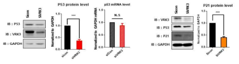 VRK3에 의한 세포조절 단백질 p53과 p21의 조절