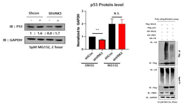 VRK3에 의한 세포조절 단백질 p53의 안정성 조절