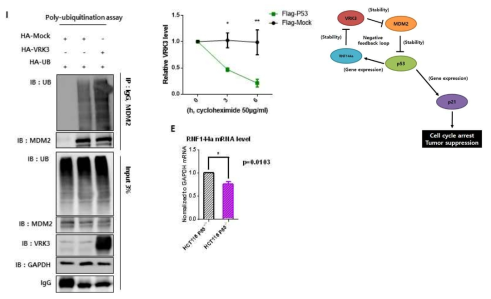 (왼쪽) VRK3의 과발현에 의한 MDM2의 ubiquitnation. (중간) p53가 과발현된 세포에서 VRK3의 안정성 비교. (중간 아래) p53 null cell line에서 RNF 144a의 mRNA 발현 비교. (오른쪽) VRK3-MDM2-p53의 피드백 조절 메커니즘 모식도