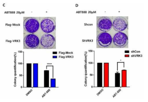 (왼쪽) VRK3의 과발현에 따른 colony formation assay 결과. (오른쪽) VRK3 knock-down에 따른 colony formation assay 결과