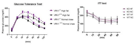 (왼쪽) 고지방 식이를 먹인 VRK1 KO mice의 glucose tolerance 결과. (오른쪽) 고지방 식이를 먹인 VRK1 KO mice의 insulin tolerance 결과