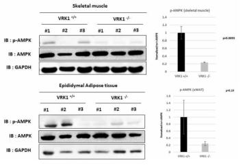 고지방 식이를 먹인 VRK1 KO mice의 근육 조직 (위)과 지방 조직 (아래)에서의 phospho-AMPK level 변화