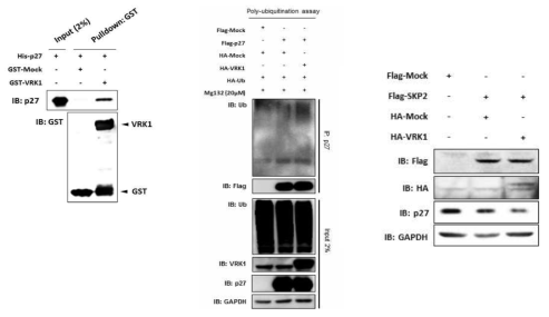 (왼쪽) VRK1과 p27의 결합. (중간) VRK1에 의한 p27의 Ubiquitination 조절. (오른쪽) SPK2 E3 ligase와 VRK1의 동시 발현에 의한 p27의 감소 확인