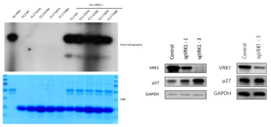 (왼쪽) p27 fragment 2-2의 각 후보 잔기를 muation 시킨 후 in vitro kinase assay를 진행한 결과. (중간) CRISPR-Cas9 system을 통하여 HEK-293A cell line을 knock-out 시킨 결과. (오른쪽) Passage가 지난 VRK1 KO cell line을 이용한 반복실험