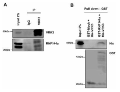 VRK3와 RNF144a의 결합. (왼쪽) immunoprecipitation 결과. (오른쪽) GST-pulldown asasy 결과