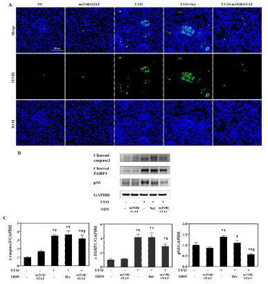 합성 mTOR/STAT3 ODN의 tubular cell apoptosis 억제 효능. (A) kidney 조직의 TUNEL 염색; (B) apoptosis 관련 단백의 발현 변화 확인; (C) apoptosis 관련 단백 western blot 통계 그래프