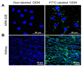 FITC-labelled ODN의 안정성 및 지속성 확인. (A) NRK-52E 세포에서 FITC-labelled ODN 형광 관찰; (B) 마우스 kidney 조직에서 FITC-labelled ODN 형광 관찰