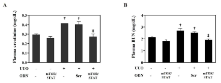 합성 mTOR/STAT3 ODN에 의한 신장의 기능적 변화. (A) 마우스 혈청에서 creatinine 농도 측정; (B) 마우스 혈청에서 BUN 농도 측정