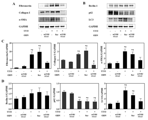 합성 mTOR/STAT3 ODN에 의한 섬유화 및 autophagy 관련 단백 발현 변화