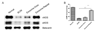 nNOS, eNOS 발현 양상 (A) 및 cGMP 발현 정도 (B)