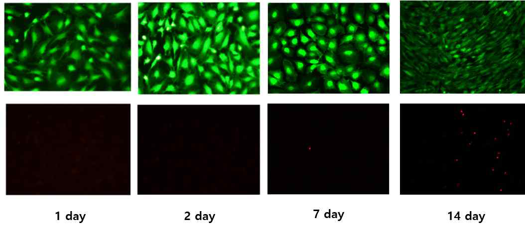 Representative live/dead fluorescent images of MC3T3-E1 cells cultured on bare glass, polylysine-coated glass, and ECM-mimicking scaffold film for 1, 2, 7 and 14 day. Calcein shows green fluorescence in live cells while EthD-1 shows red fluorescence in dead cells