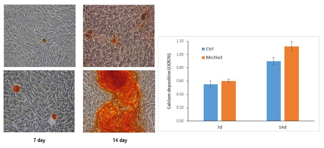 Alizarin Red S staining of MC3T3-E1 fibloblasts. The cells were cultured on the Mo3Se3 − SCAC for 14 days: the calcium-containing area was stained in red