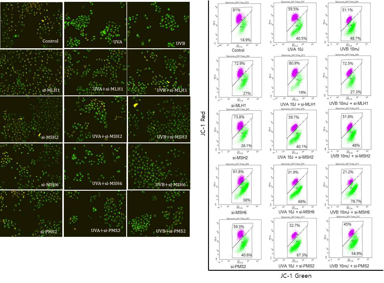 HaCaT cell에서의 미토콘드리아 막전위 (Mitochondrial membrane potential) 확인 결과