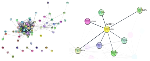 Cytoscape을 이용한 GLUT1과 co-expressed 된 gene들의 분석