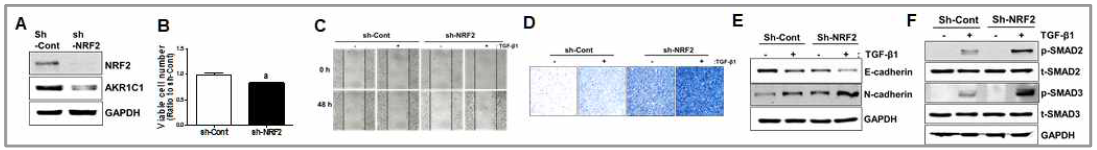 NRF2-low 폐암세포주(A)의 세포 분열능 감소(B), TGF-β1 유도 이동성(C) 및 전이능 증가(D). 이 때 TGF-β1 처치는 NRF2-low 세포주에서 더 높은 정도의 EMT 변화(E)와 Smad2/3 활성화(F)를 나타냄