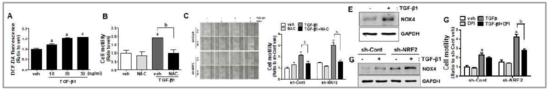 폐암세포에서 TGF-β1 매개 ROS 증가(A)와 NAC에 의한 이동성 축진 억제(B). NAC의 처치는 NRF2-low 폐암세포의 TGF-β1 유도 이동성 증가를 차단하였음(C), TGF-β1 처치에 의한 NOX4 증가(E)와 NRF2-low 세포에서의 NOX4 수준(F). NOX4 저해제 DPI 처치는 TGF-β1에 의한 NRF2-low 세포의 이동성 증가를 차단함(G)