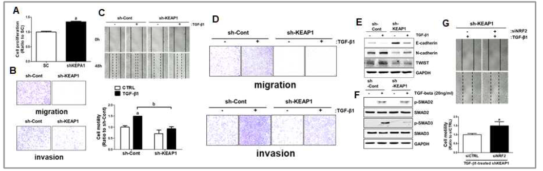 NRF2-high 폐암세포의 세포분열능 증가(A), 전이능 감소(B). TGF-β1를 처치한 NRF2-high세포에서 세포이동성 억제(C), 전이능 억제(C), EMT 억제(E) 및 Smad2/3 활성화 억제(F). NRF2-high세포에서 감소한 TGF-β1 유도 세포 이동성은 NRF2 넉다운 시 회복됨(G)