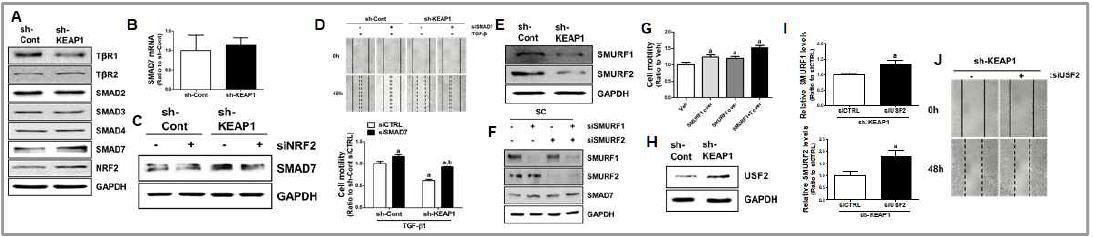 NRF2-high 폐암세포주에서 Smad7 단백질의 증가(A), mRNA 수준 변화(B) 및 NRF2 넉다움에 따른 Smad7 수준 감소(C). Smad7 넉다움 후 TGF-β1 유도 이동성 회복(D). NRF2-high 폐암세포주에서 Smurf1/2의 변화(E), 대조둔 폐암세포에서 Smurf1/2 넉다운에 의한 Smad7 증가(F) 및 Smad7 과발현에 의한 TGF-β1 유도 이동성 억제(G). NRF2-high 폐암세포주에서 USP2의 증가 (H), USF2 넉다운에 의한 Smurf1/2 증가(I) 및 TGF-β1 유도 이동성 증가(J)