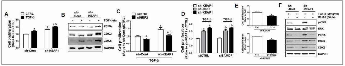 NRF2-high 폐암세포주의 TGF-β1 유도 세포분열 증가(A-B), NRF2 넉다운에 의한 세포분열 증가 억제(C), Smad7 넉다운 후 세포분열 효과(D). 증가한 신호계인 ERK와 PI3K/AKT 신호 억제제 처치에 의한 세포분열 및 관련 신호계 억제(E-F)