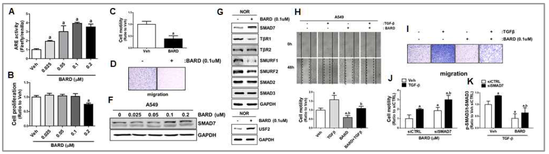 A549세포에 BARD 처치 후 NRF2 활성화(A), 세포분열(B), 세포이동 및 전이능 억제(C-D). BARD 처치 세포에서 Smad7 의 증가(F), Smurf1/2의 감소 및 USF2의 증가(G). 폐암세포에서 BARD 처치에 의한 TGF-β1 유도 세포이동 및 전이능 억제(H-I). BARD의 이러한 효과는 Smad7 증가에 의존적임(J-K)